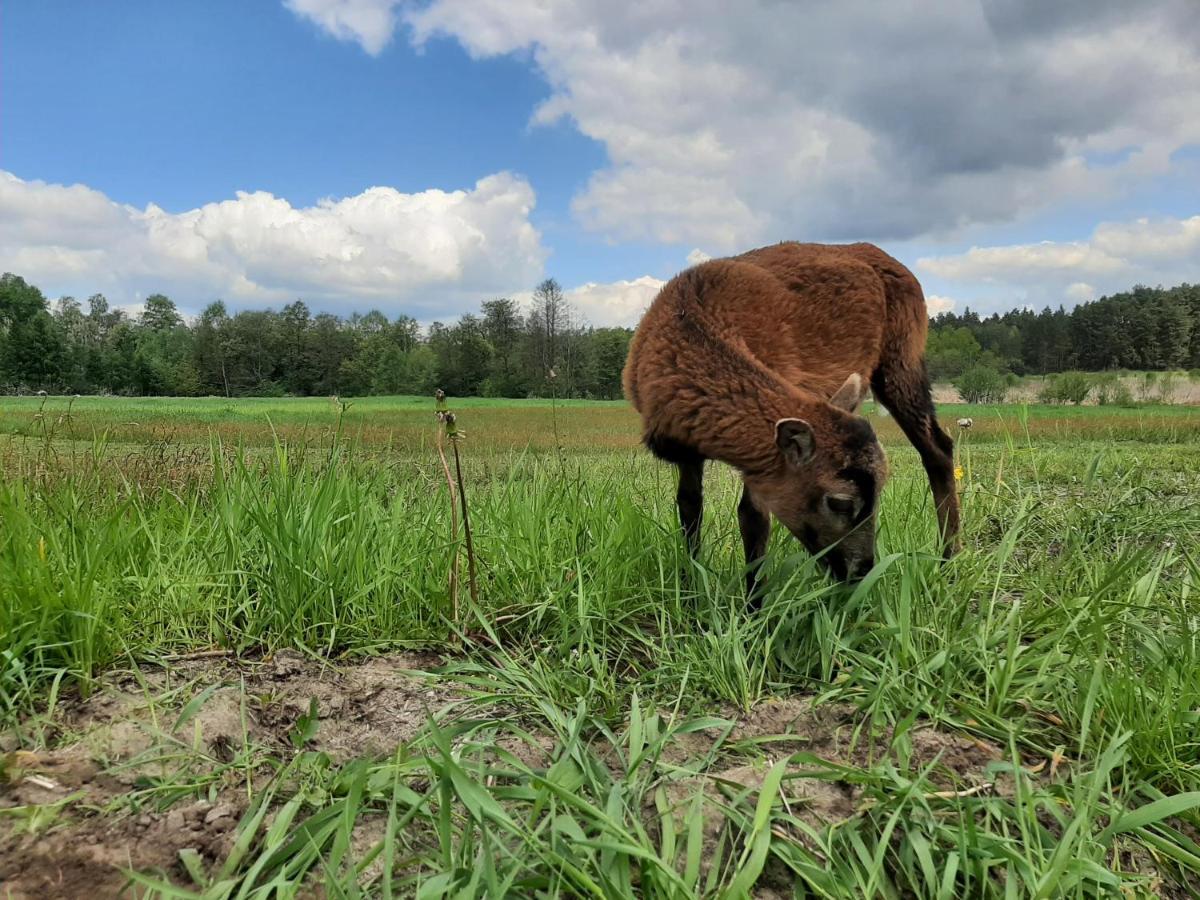 Farm stay Sosnowy Dworek Sabat Imielno (Swietokrzyskie)