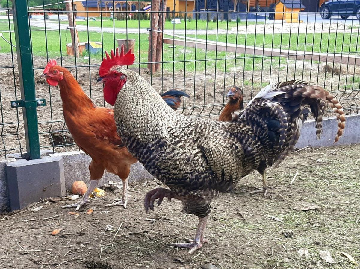 Farm stay Sosnowy Dworek Sabat Imielno (Swietokrzyskie)